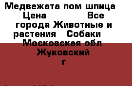 Медвежата пом шпица › Цена ­ 40 000 - Все города Животные и растения » Собаки   . Московская обл.,Жуковский г.